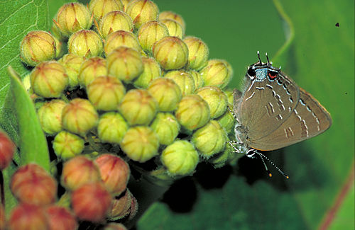 Satyrium edwardsii